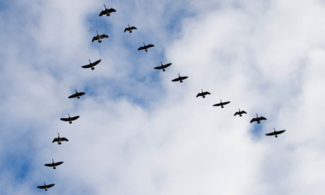 Geese-in-V-formation-008